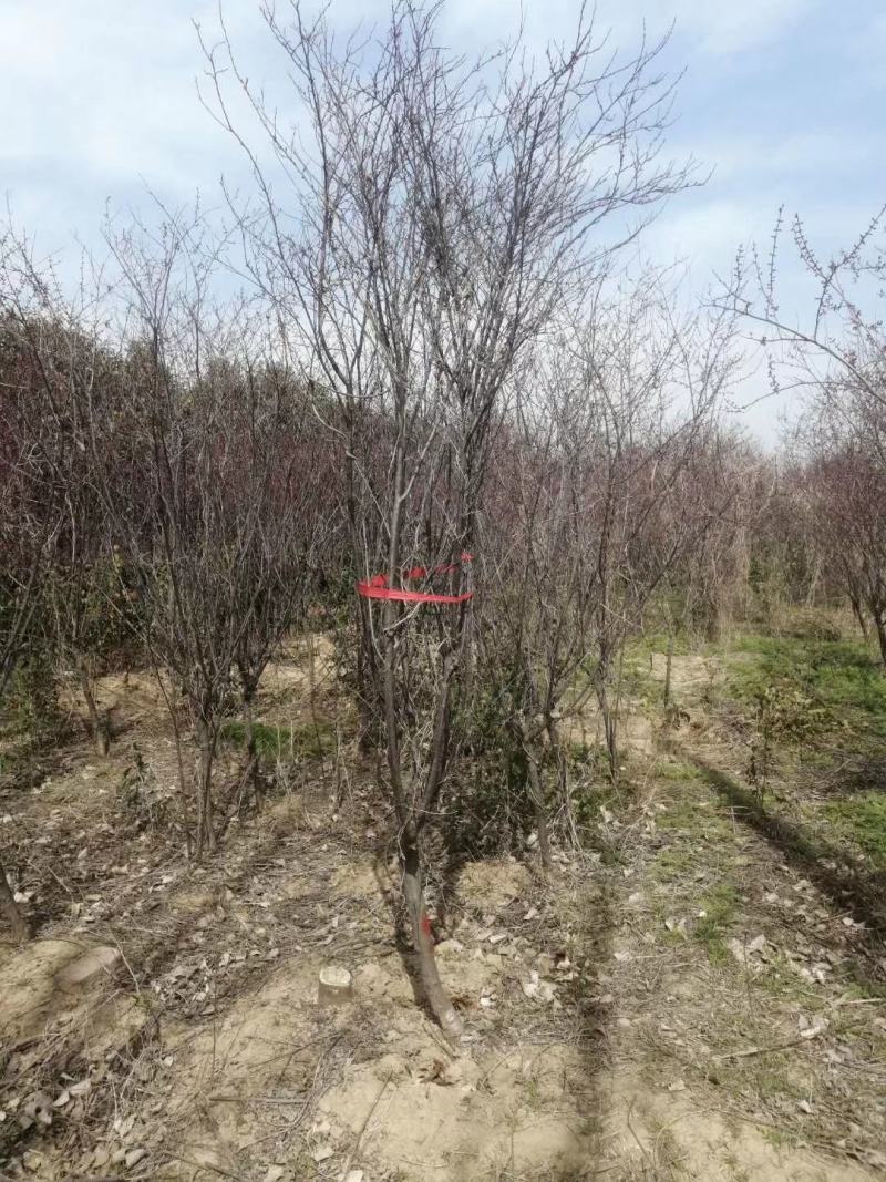 美人梅批量原生地接，，，西府海棠高原之火海棠