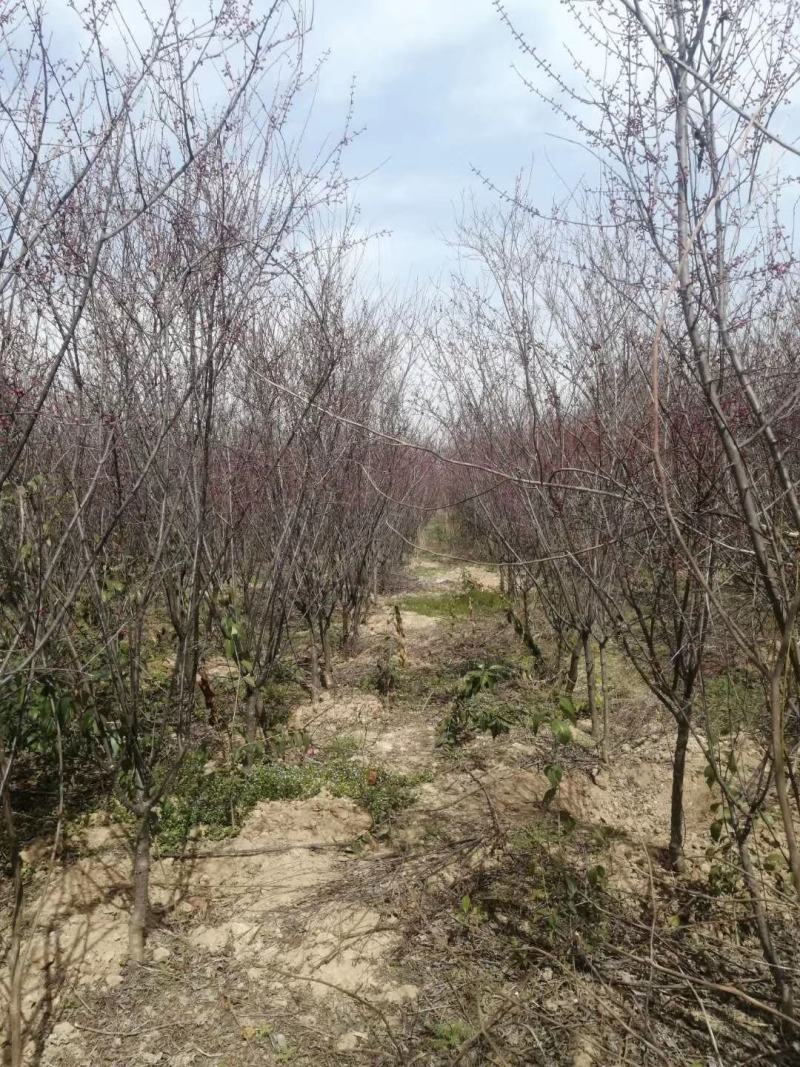 美人梅批量原生地接，，，西府海棠高原之火海棠