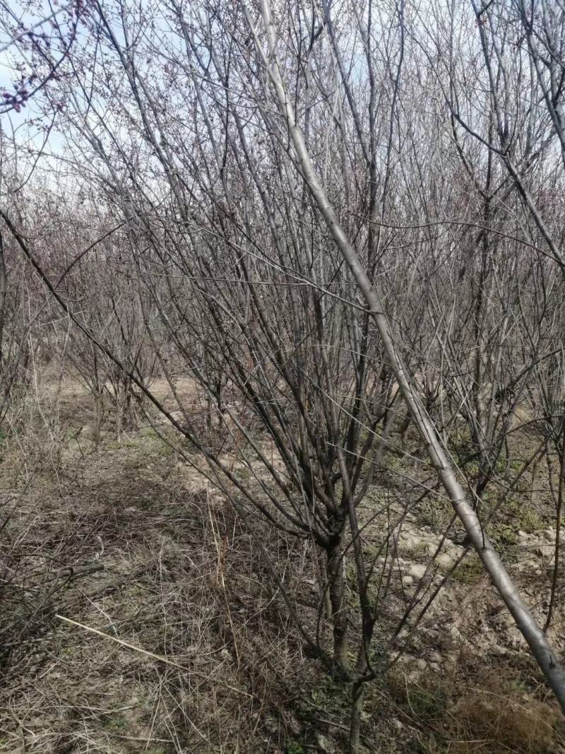 美人梅批量原生地接，，，西府海棠高原之火海棠