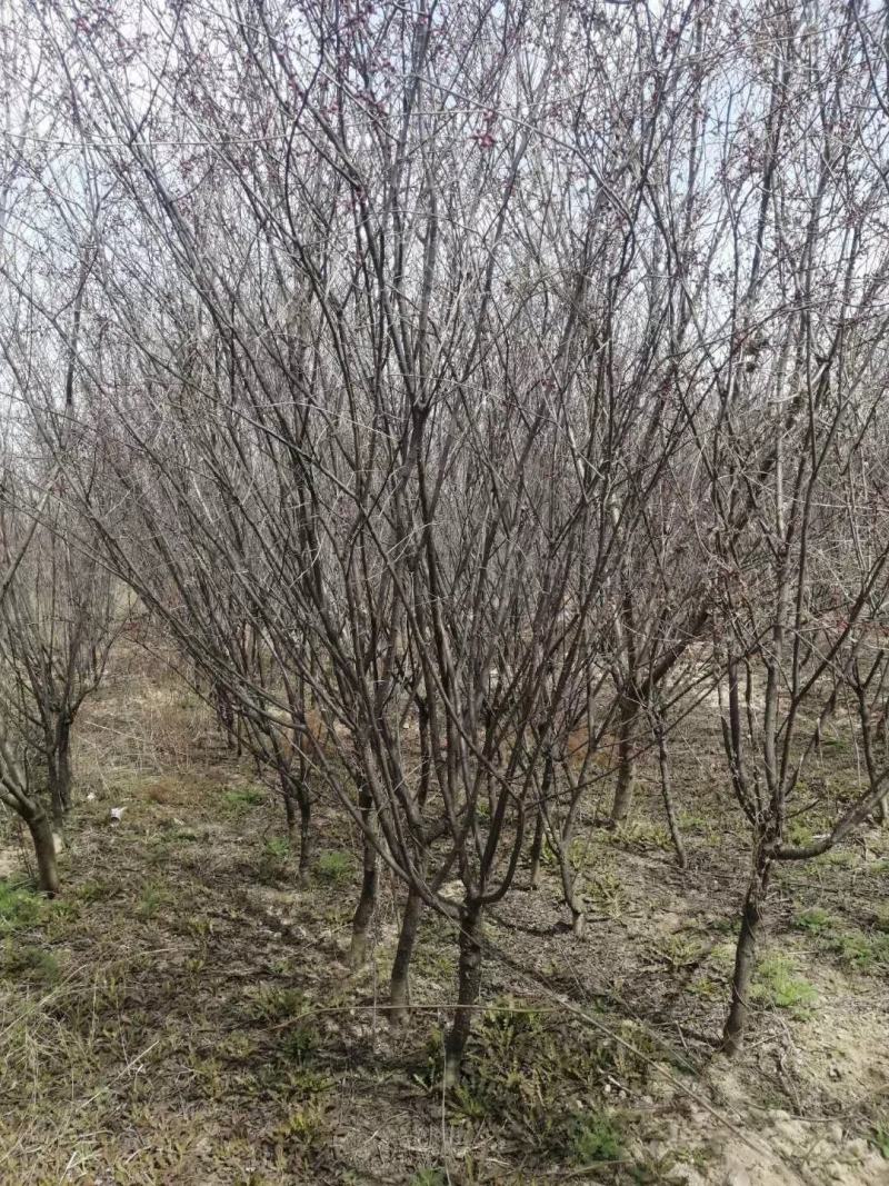 美人梅批量原生地接，，，西府海棠高原之火海棠