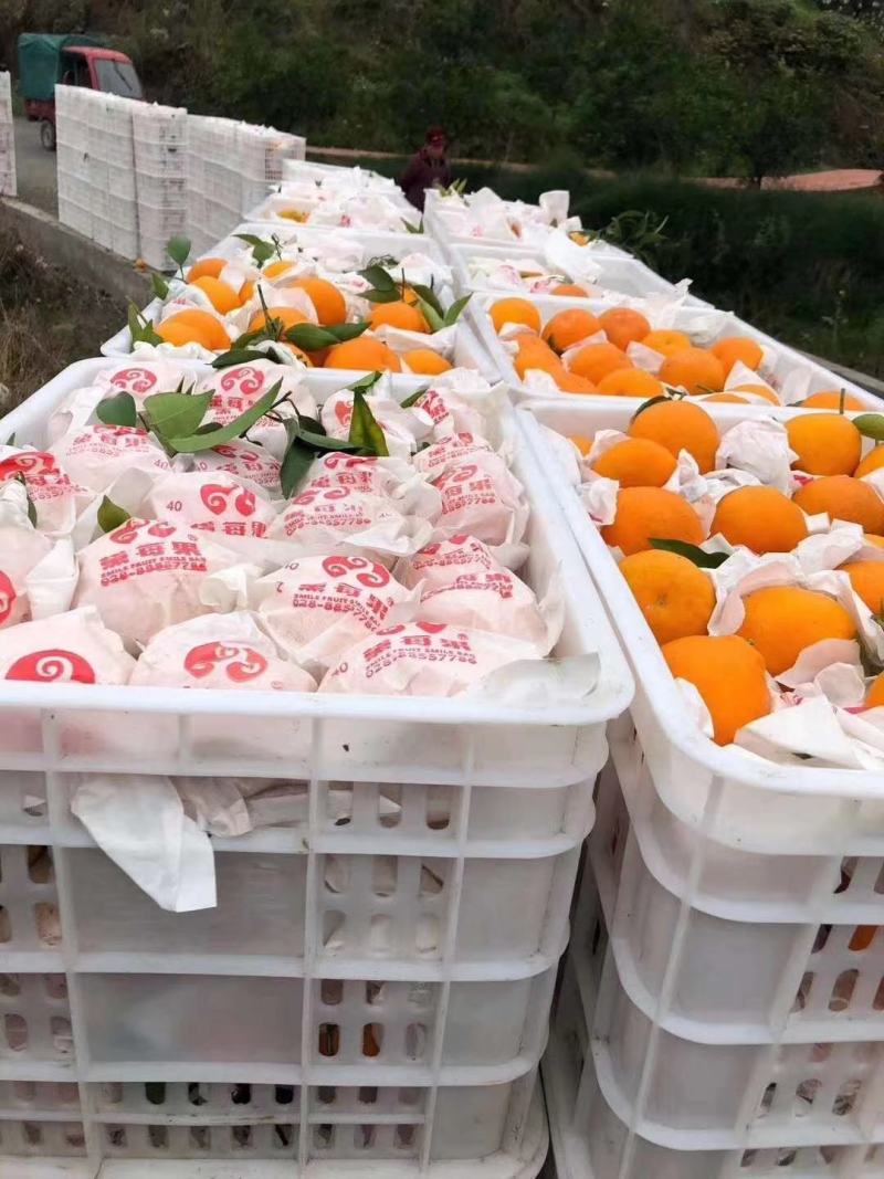 椪柑产地直销看货采摘保质保量欢迎订购