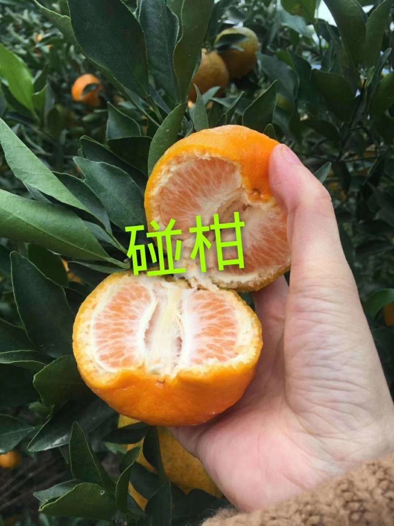 芦柑产地直销看货采摘保质保量欢迎订购