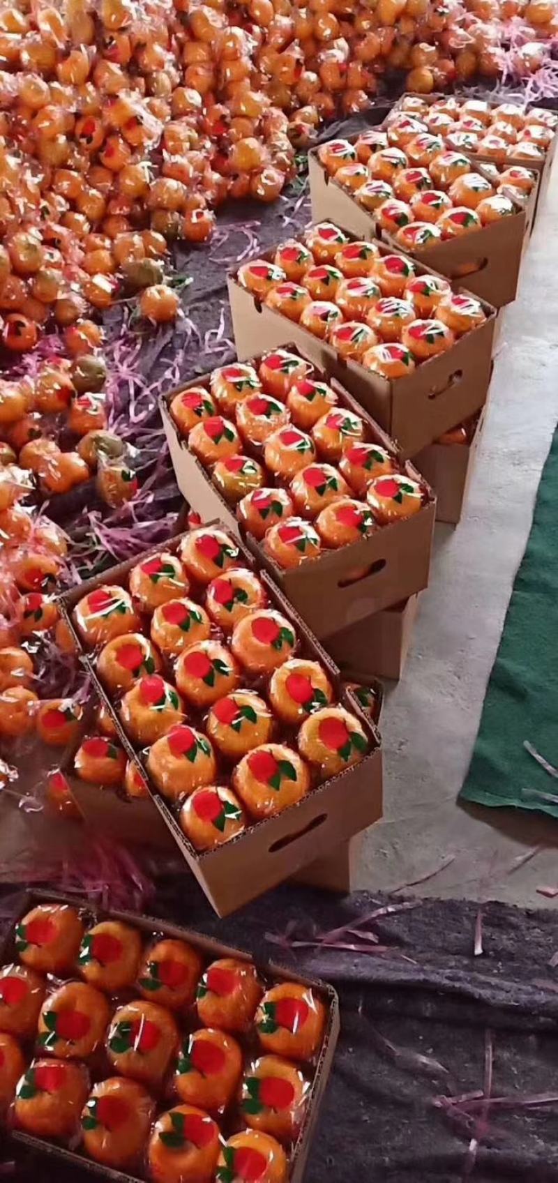 芦柑产地直销看货采摘保质保量欢迎订购