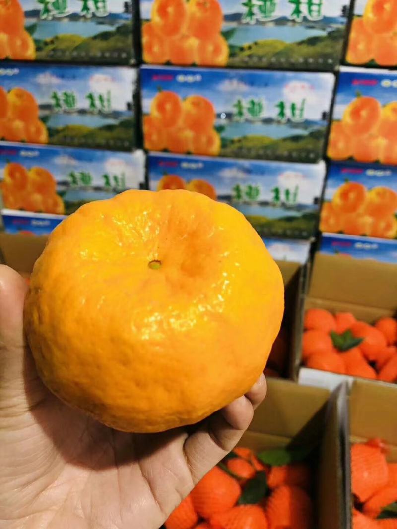 芦柑产地直销看货采摘保质保量欢迎订购
