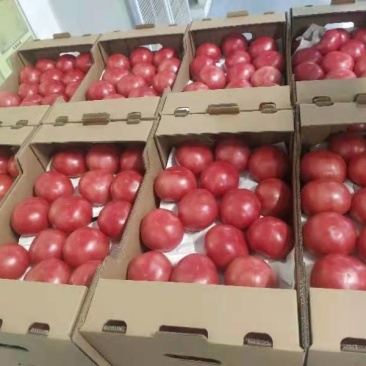 西红柿通货～单果100～300g基地直发，常年供货，