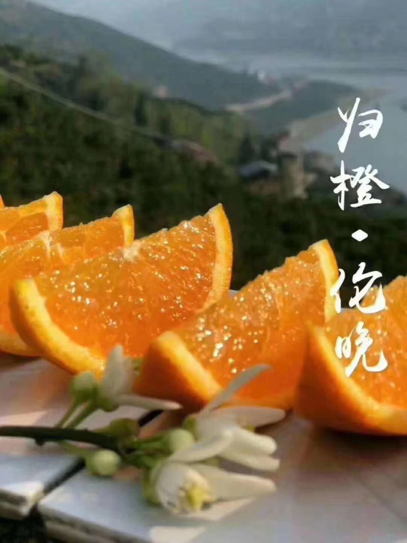 伦晚脐橙产地直销看货采摘保质保量欢迎订购