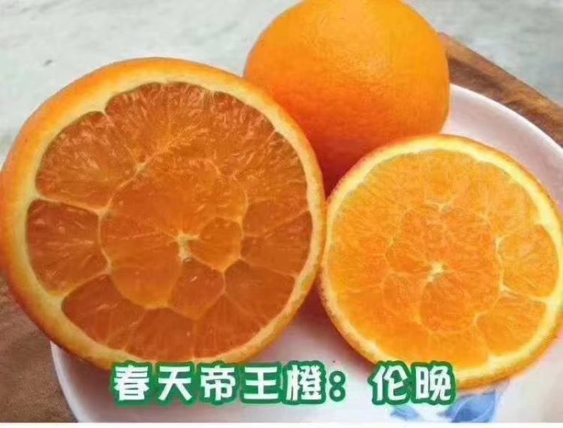 伦晚脐橙产地直销看货采摘保质保量欢迎订购