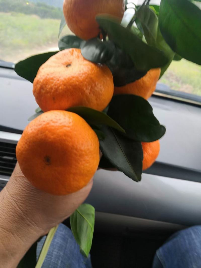 椪柑产地直销看货采摘保质保量欢迎订购