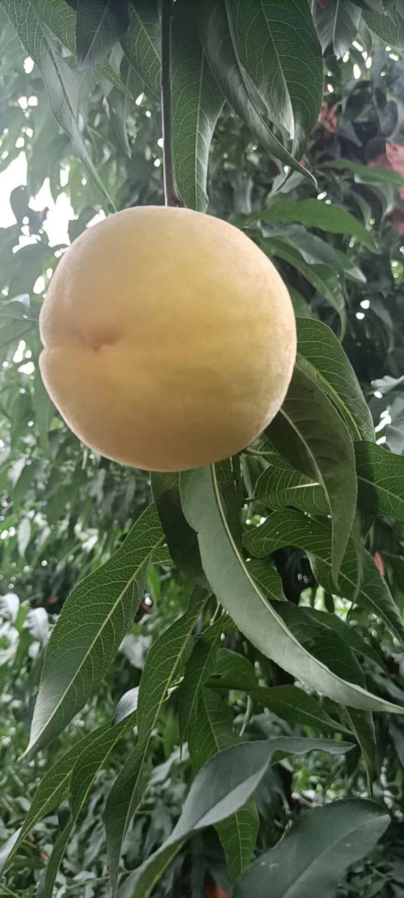 山东沂蒙山黄金黄桃，大量出售，欢迎新老客户考察选购！