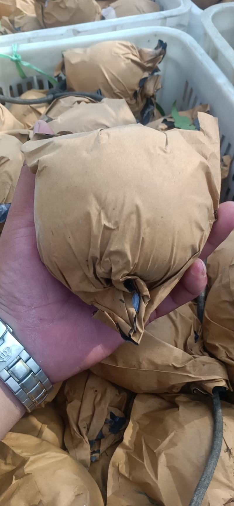 山东沂蒙山黄金黄桃，大量出售，欢迎新老客户考察选购！
