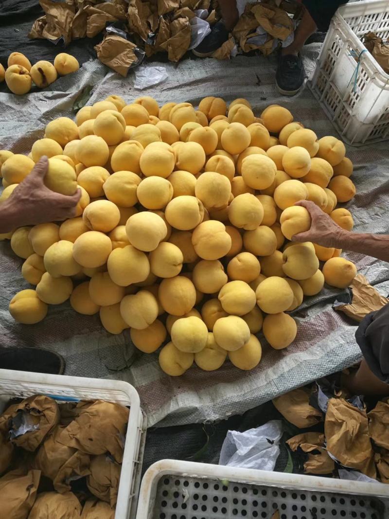 山东沂蒙山黄金黄桃，大量出售，欢迎新老客户考察选购！
