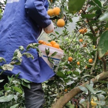 一件麻阳冰糖橙大量出货中，专供微商商超市场款