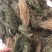 徐长卿辽叼竹全棵支持线上交易量大从优