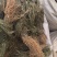 徐长卿辽叼竹全棵支持线上交易量大从优