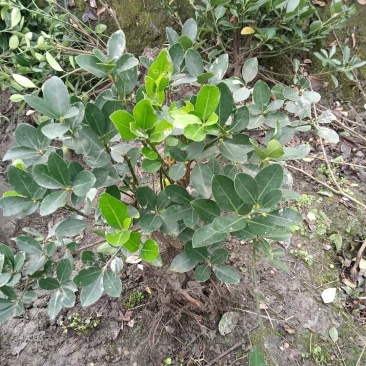 四川成都温江区苗圃基地直销万年青毛笼子，货源充足