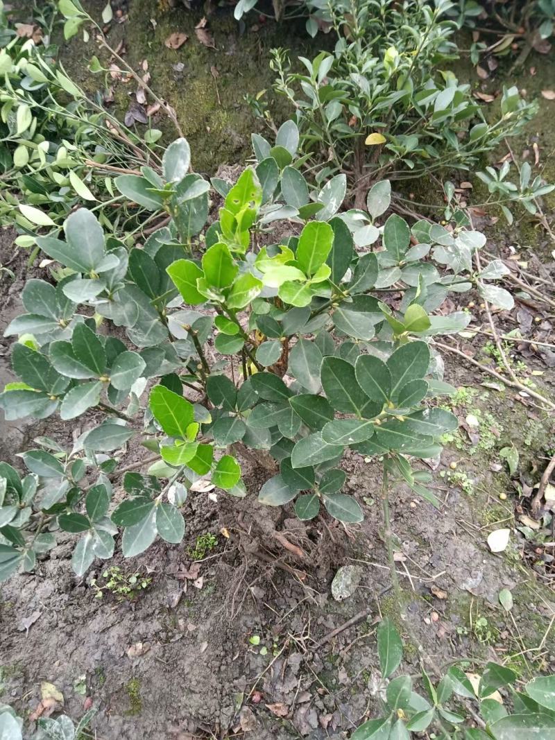 四川成都温江区苗圃基地直销万年青毛笼子，货源充足