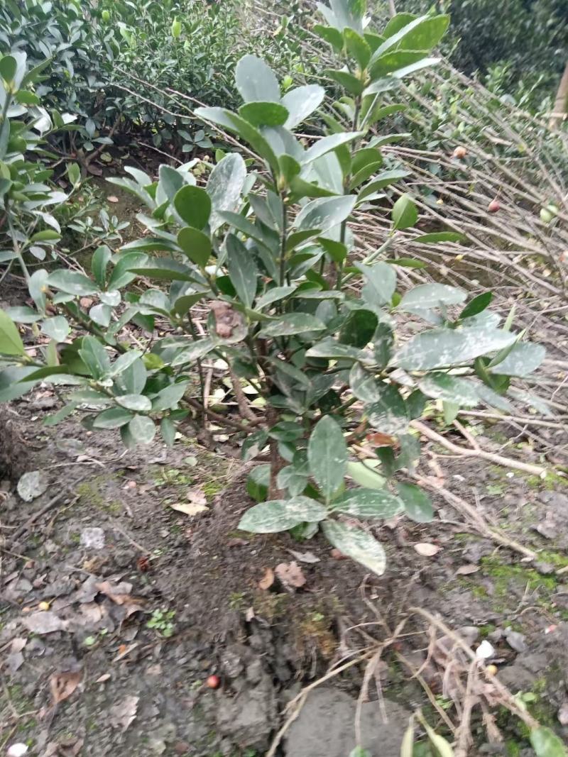 四川成都温江区苗圃基地直销万年青毛笼子，货源充足
