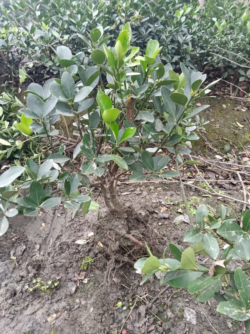 四川成都温江区苗圃基地直销万年青毛笼子，货源充足