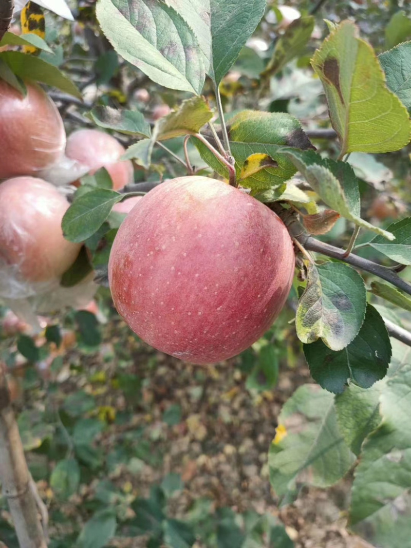 山东苹果冰糖心纸袋、大量有货皮薄甘甜