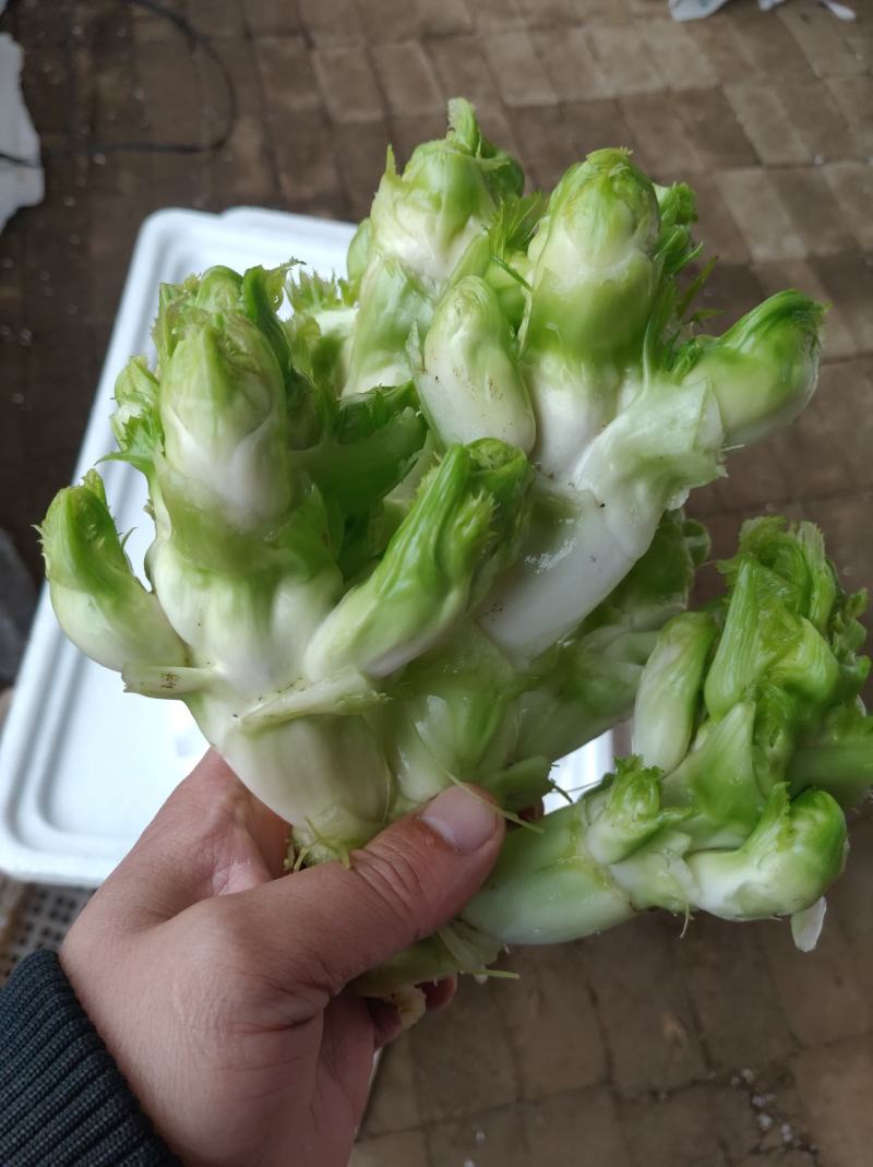 儿菜小儿菜连儿带母