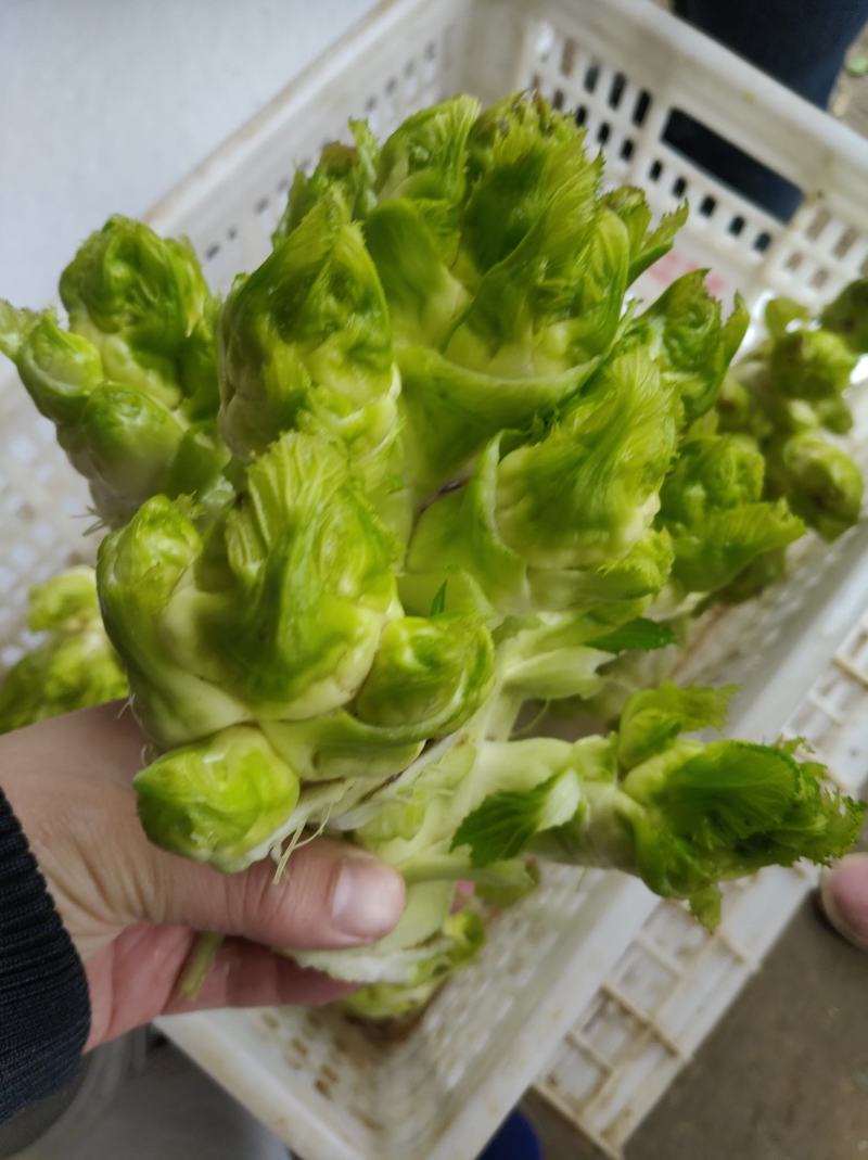 儿菜小儿菜连儿带母