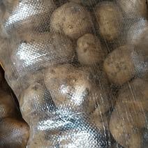 吉林精品荷兰十五土豆，有大量现货