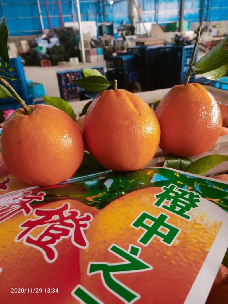优质脐橙品种齐全口味纯甜果园看货以质论价欢迎定购