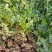 【推荐】香菜(芫荽叶绿香四溢三十公分左右高大量现货基地