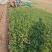 【推荐】香菜(芫荽叶绿香四溢三十公分左右高大量现货基地