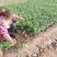【推荐】香菜(芫荽叶绿香四溢三十公分左右高大量现货基地