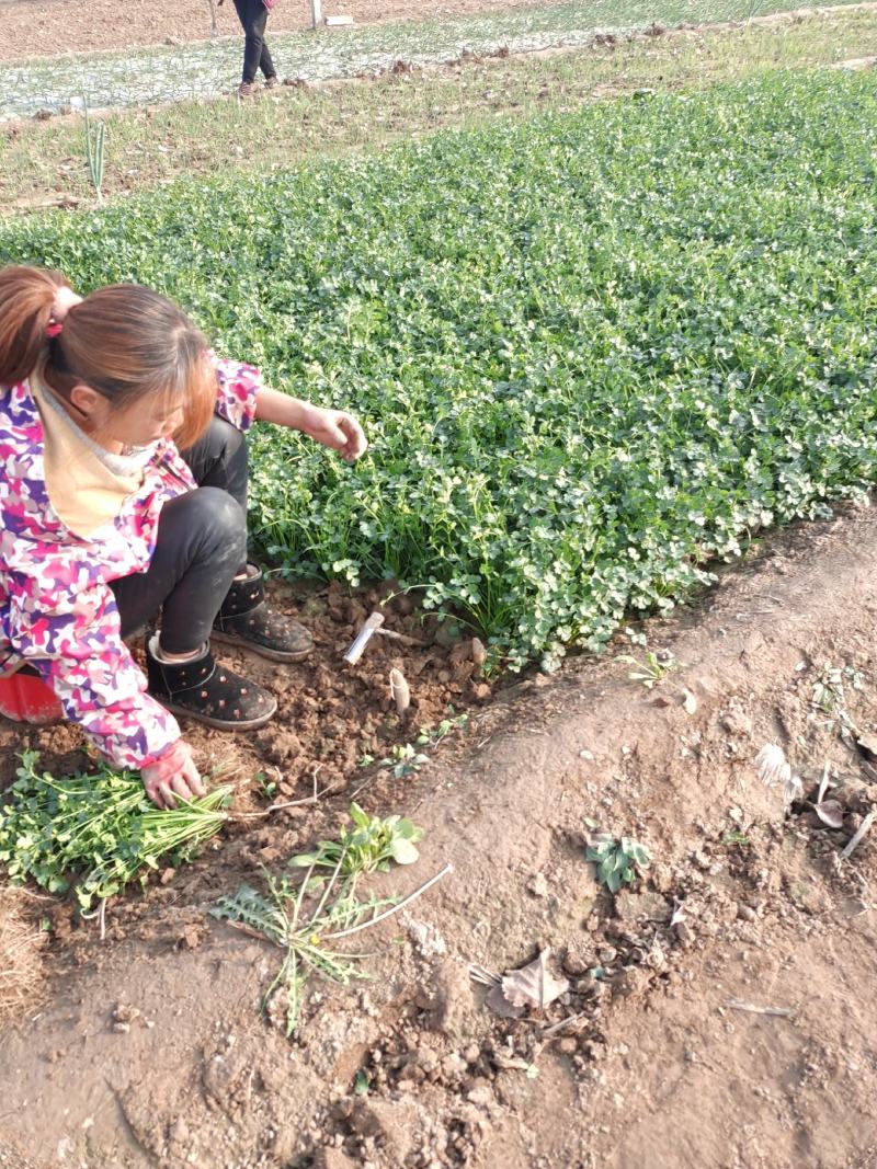 【推荐】香菜(芫荽叶绿香四溢三十公分左右高大量现货基地