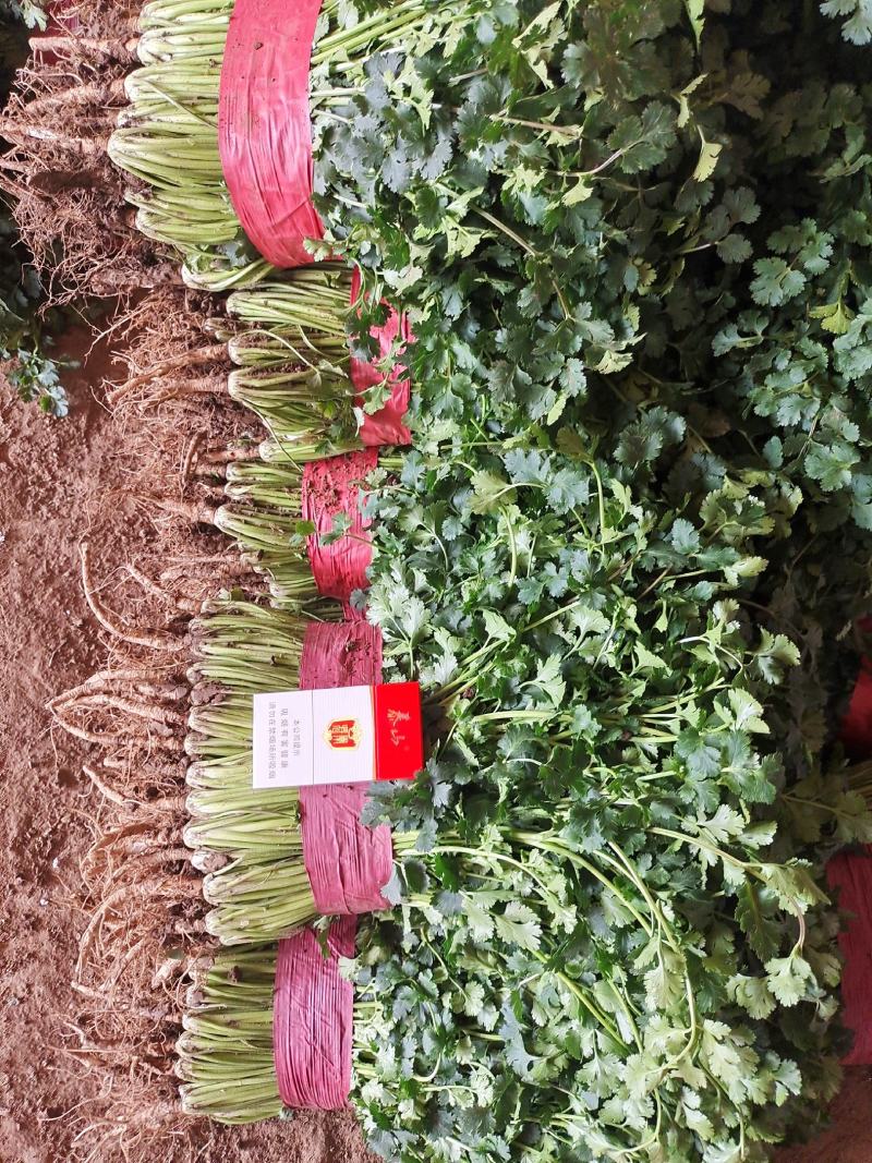 【推荐】香菜(芫荽叶绿香四溢三十公分左右高大量现货基地