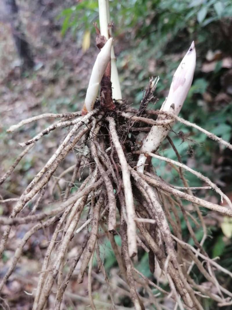 秦岭中草药材野生万寿竹根竹杆无硫干货1斤包邮