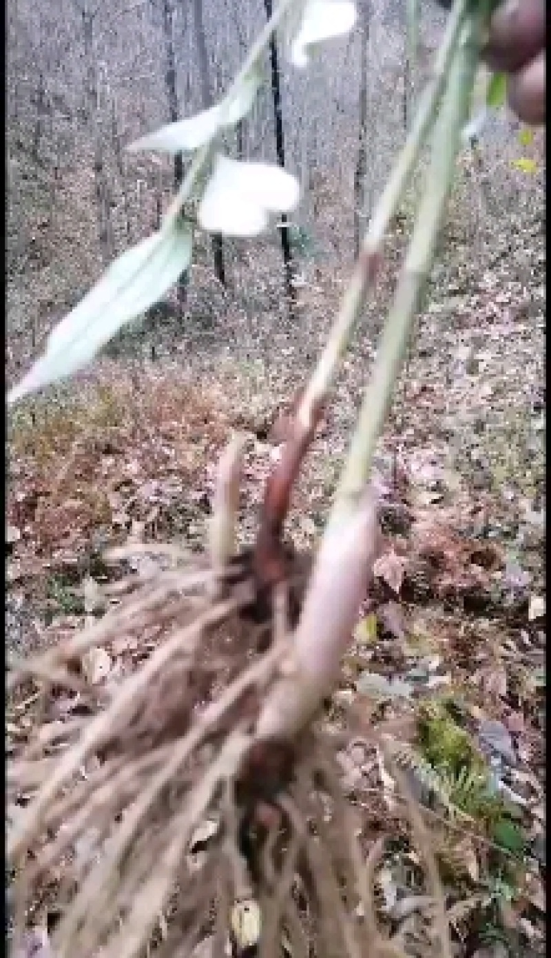 秦岭中草药材野生万寿竹根竹杆无硫干货1斤包邮