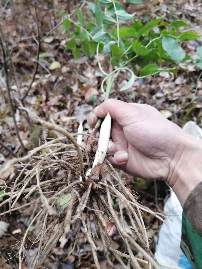 秦岭中草药材野生万寿竹根竹杆无硫干货1斤包邮