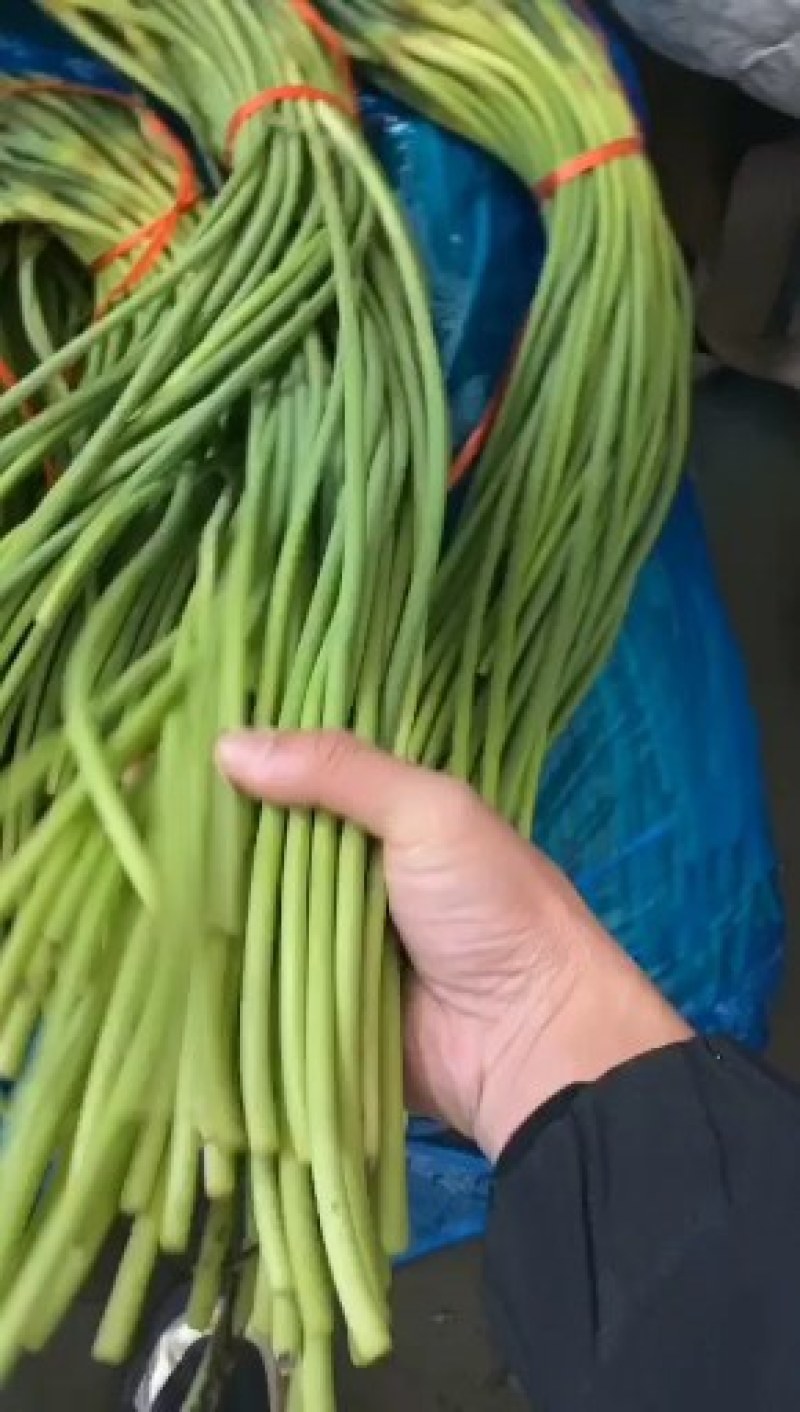 山东冷库蒜薹白帽红帽蒜苔货源充足保质保量全国发货