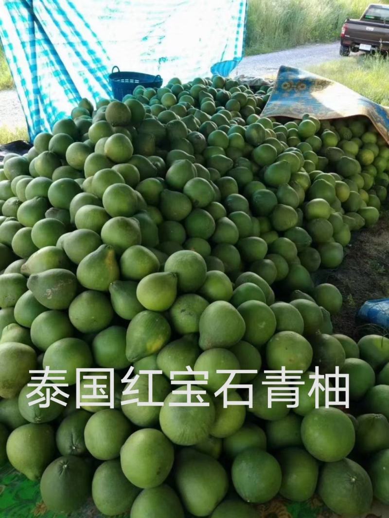 泰国红宝石青柚苗基地直供品种纯正可签合同