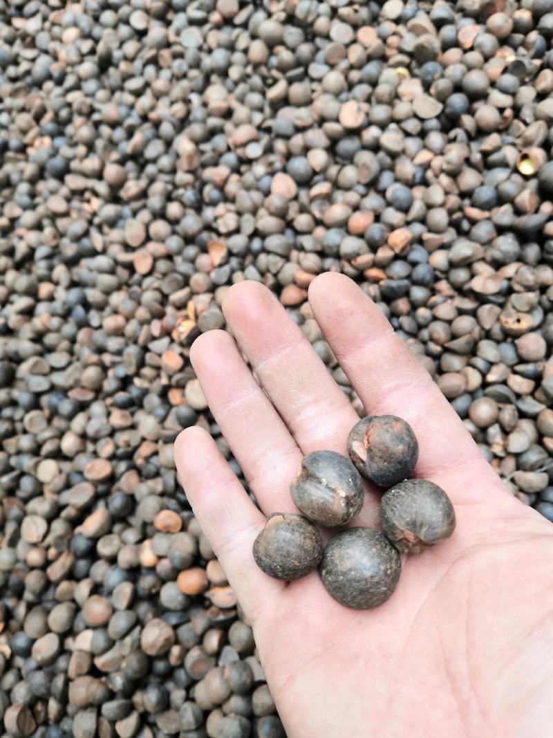 云南野生山茶籽本地老品种精品手摘晒干中小籽