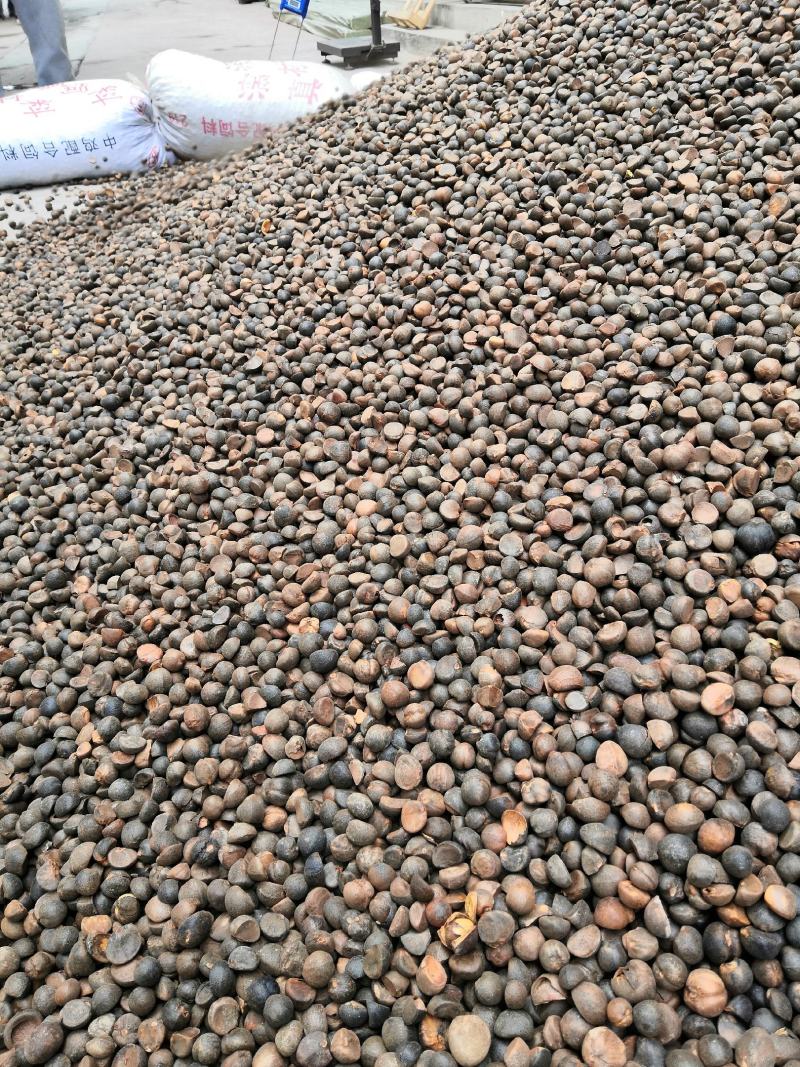 云南野生山茶籽本地老品种精品手摘晒干中小籽