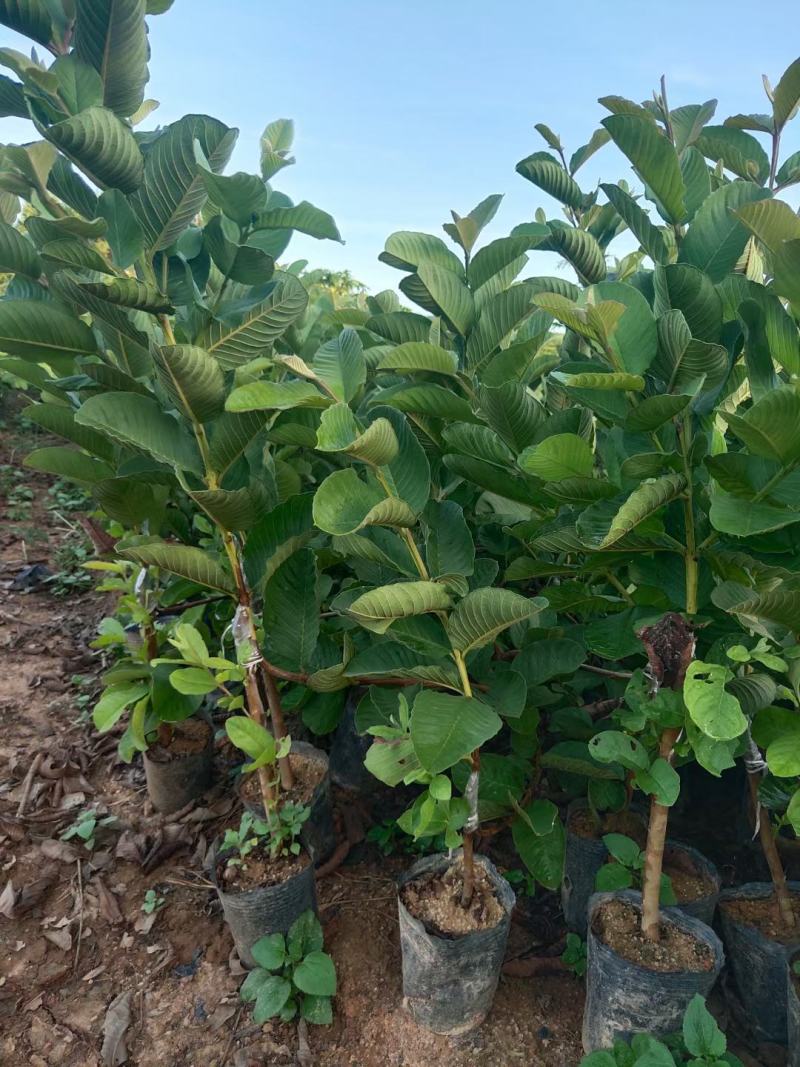 芭乐苗珍珠芭乐苗红心芭乐苗嫁接苗原土球发货