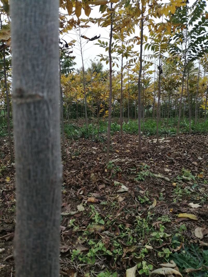 美国山核桃实生苗嫁接苗。3804和2025及超速生杨