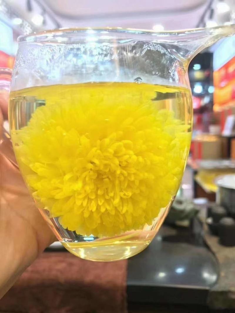金丝皇菊婺源大量批发！