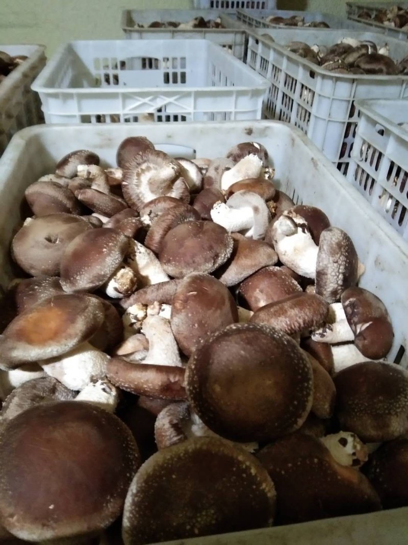 冬菇，水菇808香菇，大量供应