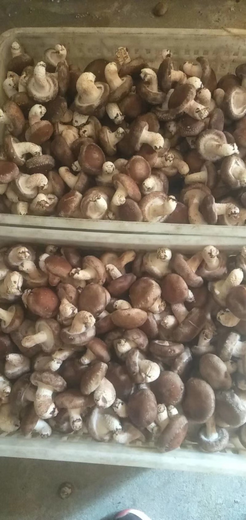 冬菇，水菇808香菇，大量供应
