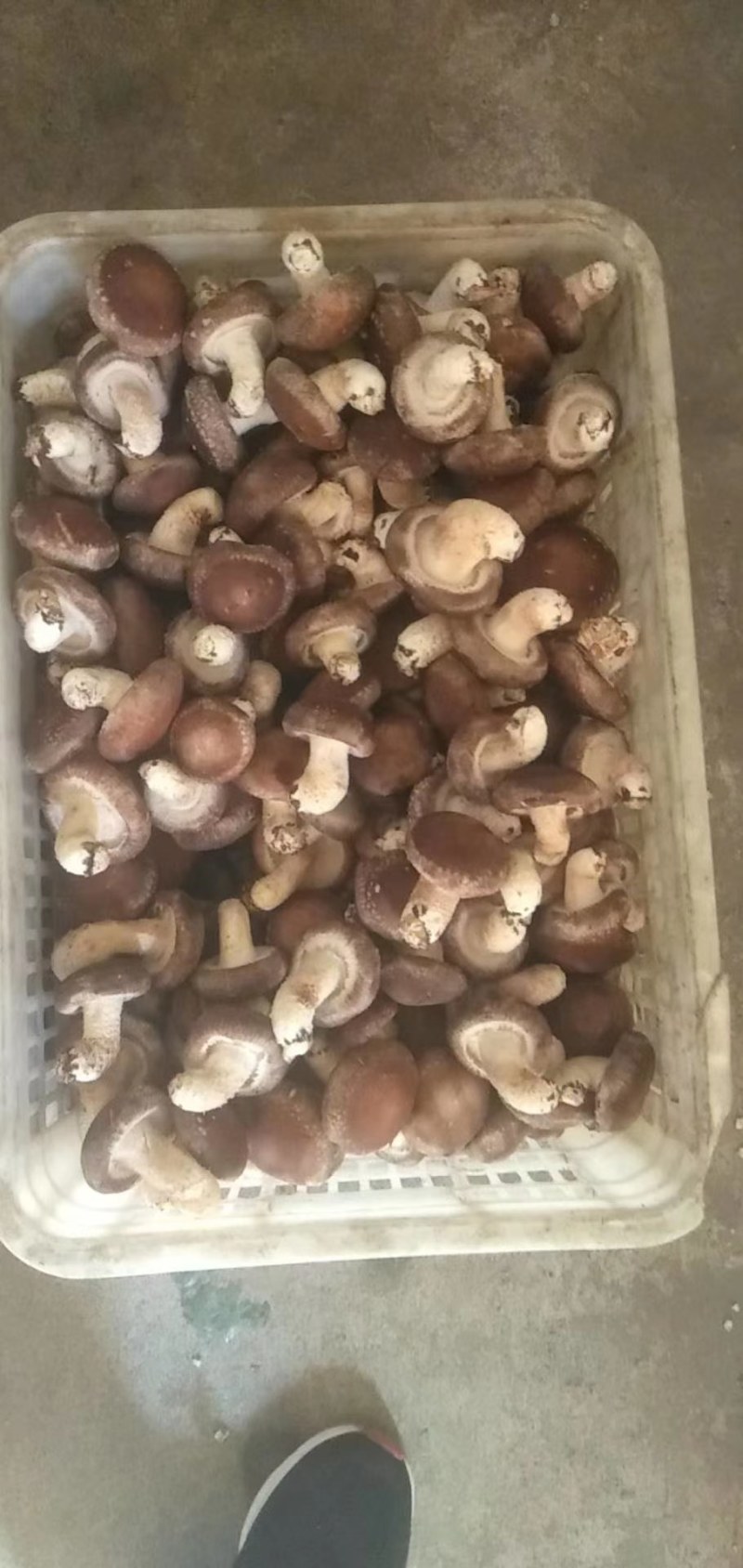 冬菇，水菇808香菇，大量供应