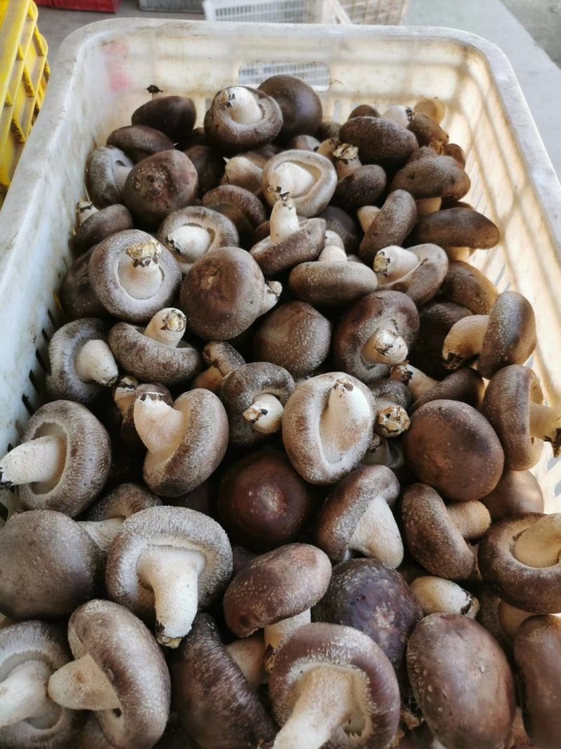 冬菇，水菇808香菇，大量供应