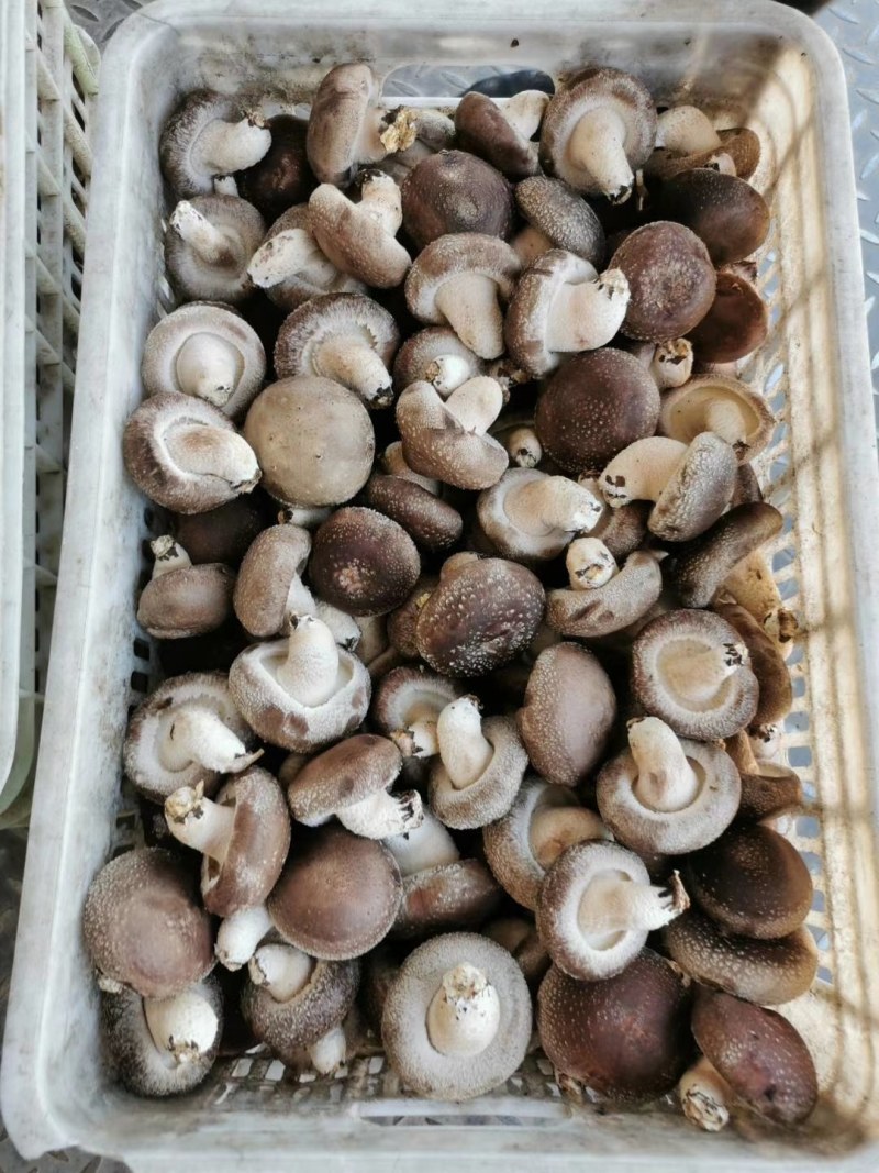 冬菇，水菇808香菇，大量供应