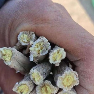 板蓝根通货新货烘干的货在安徽太和县欢迎采购