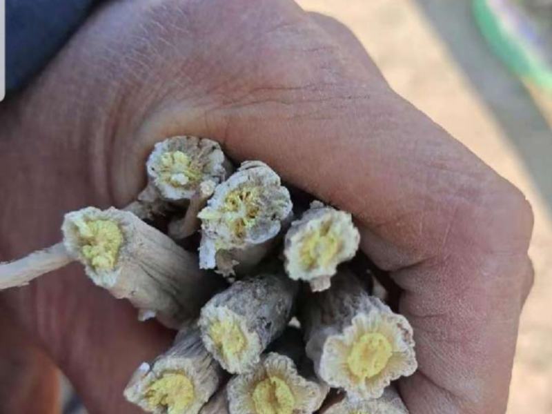 板蓝根通货新货烘干的货在安徽太和县欢迎采购