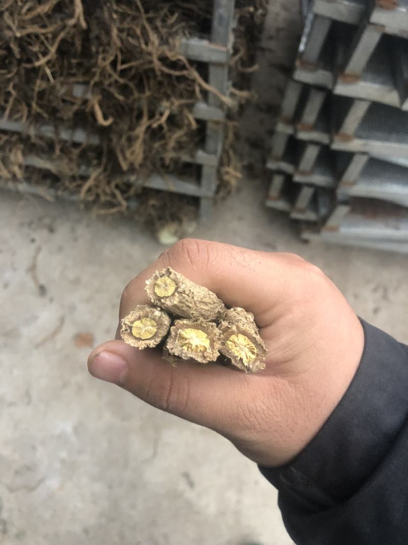 板蓝根通货新货烘干的货在安徽太和县欢迎采购